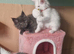 Maine coon kittens available