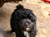 Purebred mini poodles ready for their forever homes