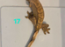 Juvenile Crested Geckos with full Lineage
