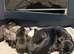 Staffie puppies for sale
