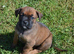 Boxer x Labrador puppies