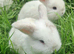 Mini lop boys