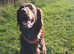 Stud Flat coated retriever liver for stud not KC registered not heath tested no health issues stud fee &pound;500