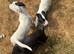 4 patterjack dog pups