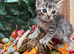 RAGDOLL MIX KITTENS