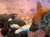 German Shepherd pups