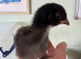 2 unsexed Olive egger chicks