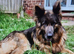 German shepherd bitch