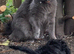 Beautiful cat