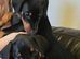 Doberman puppies