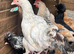 Young roosters