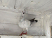 Beautiful pigeons