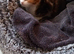 Calico Girl