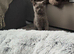 REDUCED LAST BOY LEFT GCCF Registered Lilac British Shorthair