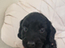 Cockapoo puppies