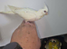 Hand Reared silly tame baby cockatiels with DNA