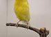 Lancashire canary male