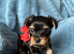 Beautiful Miniature Yorkshire terrier puppies