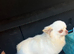 KC DNA tested chihuahua stud