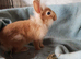 Lionhead male rabbit