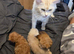 Beautiful Full Maine Coon Kittens – Family Raised