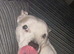American Staffy (READ DESCRIPTION)