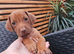 Rhodesian ridgeback looking for their forever homes