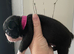 1 Exceptional Boston Terrier Pups - Outstanding Wildax & Skin Deep Bloodlines