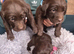Chocolate springadors ready 13th May