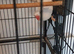 2 Indian Ringneck parakeets