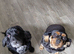 King charles cavalier male and Cocker Spaniel Female