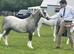Welsh Section A 2 year old gelding