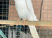 Stunning Ring necks