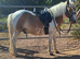 Chunky 11.3hh 4yo gelding
