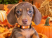 4 gorgeous chocolate mini dachshund puppiespuppies
