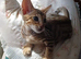 Tabby oriental
