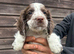 Sprocker pups for sale