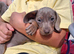 Miniature Dachshund