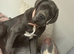 Cane corsa
