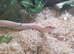 Juvenile snow corn snake and 4ft vivarium
