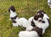 Working springer pups