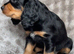 Pups black and tan and black and white