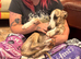 Whippet Puppies