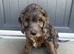 Cockapoo puppies