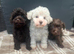 Tiny Beautiful Schnoodle Puppies