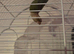Conure pair for sale