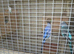 Proven pair of budgies