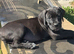 1 Cane Corso cross mastiff chunky puppy LEFT for sale