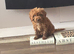Female cockapoo