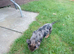 Is a lovely little puppy just needs reaoming as I evaluate I've got allergies
